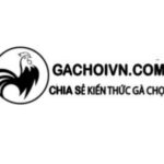 Profile picture of Gà chọi Việt Nam